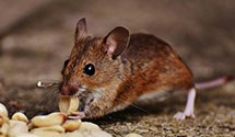 24 Hour & Emergency Exterminators in Conway, SC